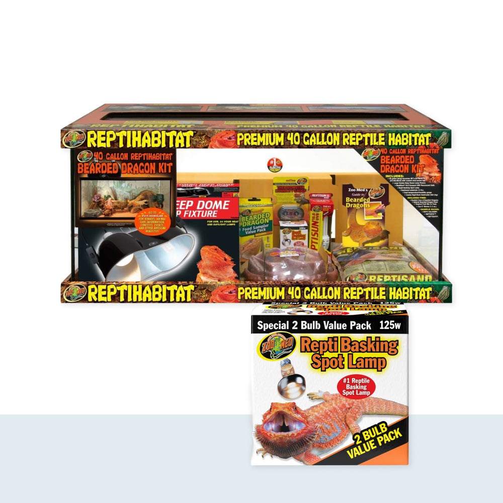 Bearded Dragon Starter Set